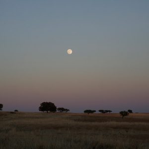Full Moon and Cork Tree