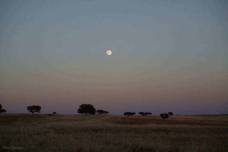 Full Moon and Cork Tree