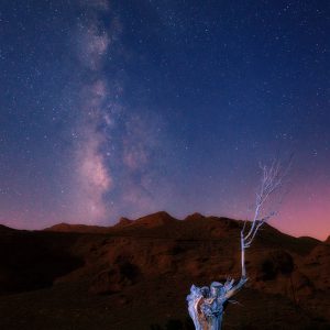 Milky Way over a Sere Tree