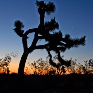 Joshua Tree and Venus at Sunrise