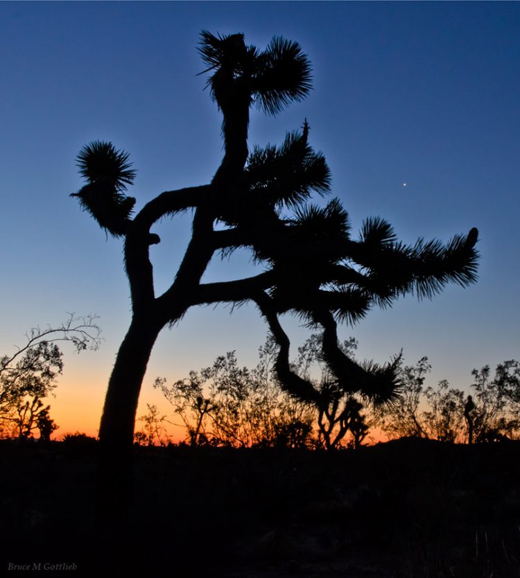 Joshua Tree and Venus at Sunrise