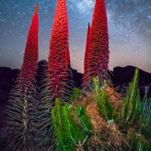Among Flowers and Stars