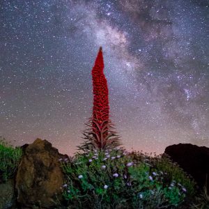 A Flower and the Milky Way