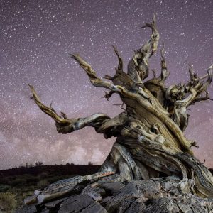 Bristlecone Pine