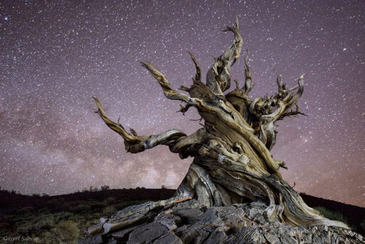 Bristlecone Pine