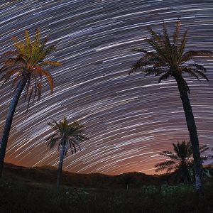 The Palms Looking at Stars