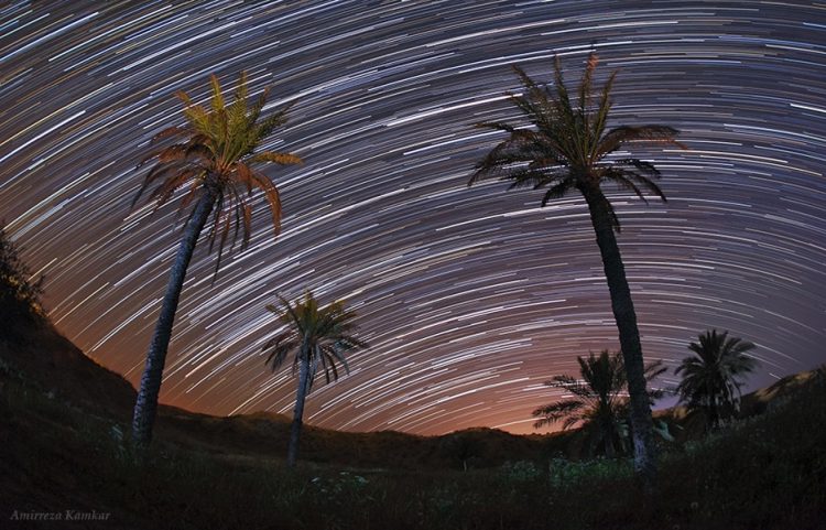 The Palms Looking at Stars