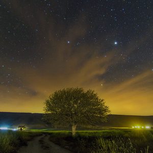 A Tree's Ambition