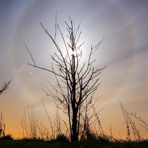Young Tree, Lunar Halo and Jupiter