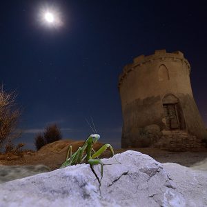 Mantis and Moon