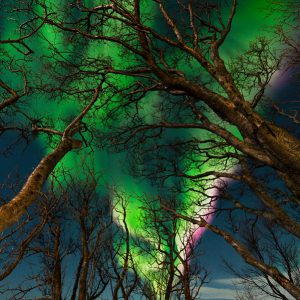 Trees Capturing Northern Lights