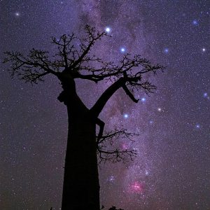 Starry Night over Baobab