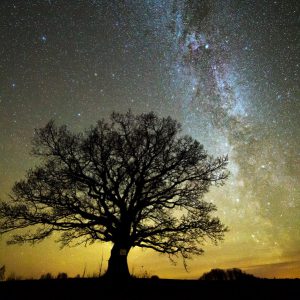 Old Oak Enjoying the Milky Way