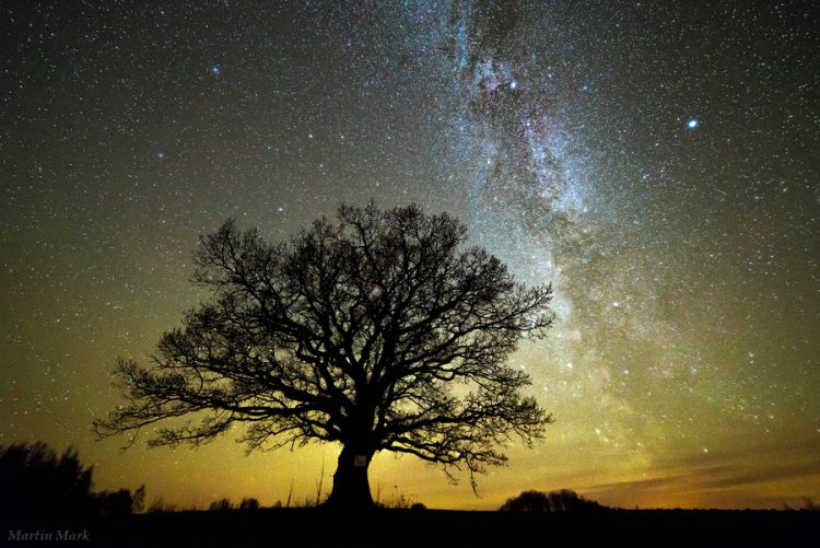 Old Oak Enjoying the Milky Way