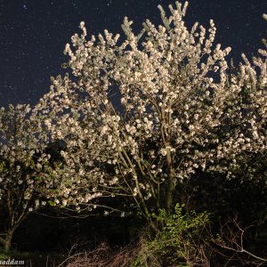 Spring at Night