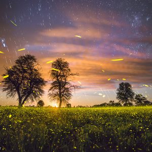 Brushstrokes of Light