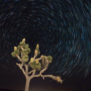 Joshua Tree Star Trails