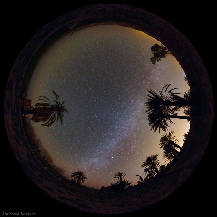 Palm Groves All Sky