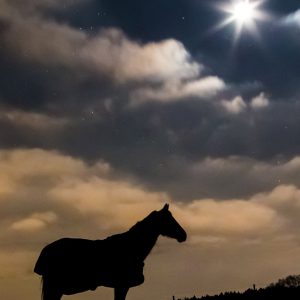 The Dark Horse