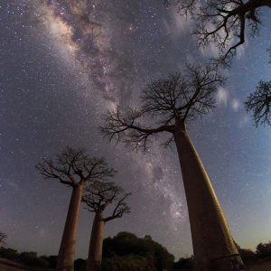 Moonlit Night at Avenue of Baobabs