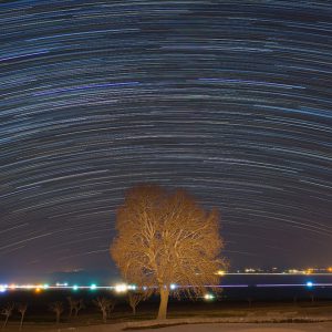 Moving Stars Over a Single Tree