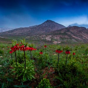 Upside Down Lilies and Sirius (HDR)