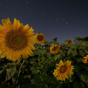 Night Photography Under Moonlight