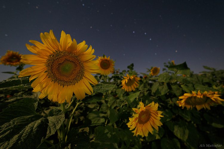 Night Photography Under Moonlight
