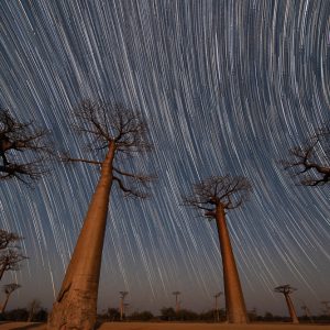 Van Gogh Baobabs (Composite)