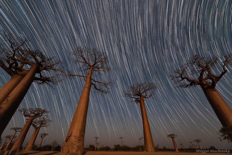 Van Gogh Baobabs (Composite)