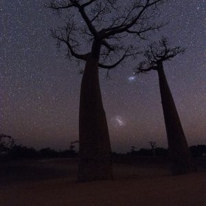 Baobab Clouds