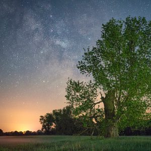 Giant Poplar Below Majestic Starclouds