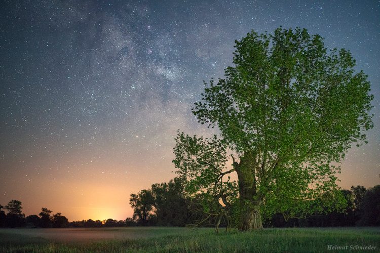 Giant Poplar Below Majestic Starclouds