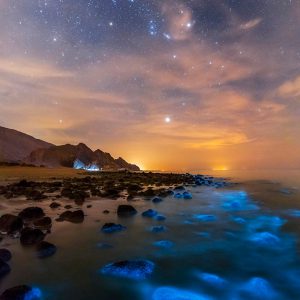 Phytoplanktons at Night