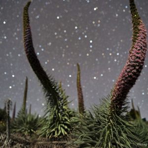 Tajinastes and the Crown