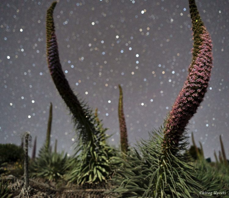 Tajinastes and the Crown