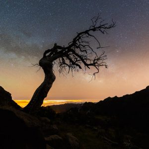 Lonely Tree at Night