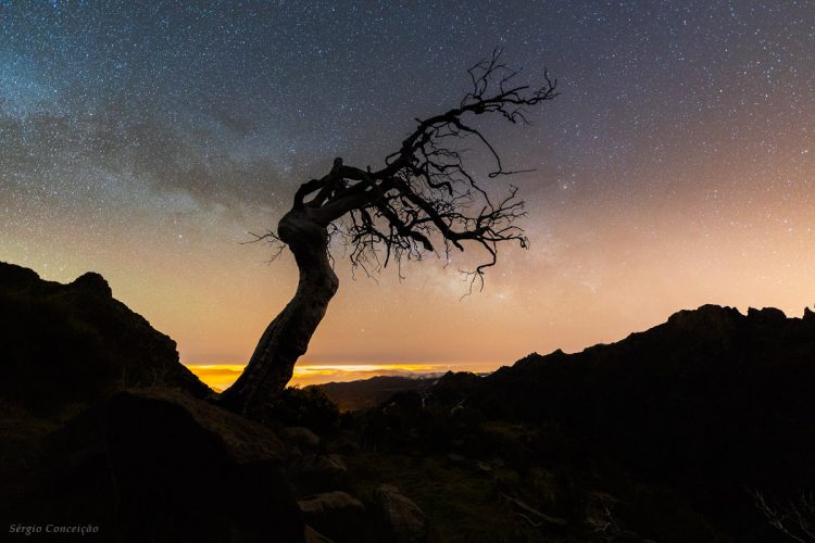 Lonely Tree at Night