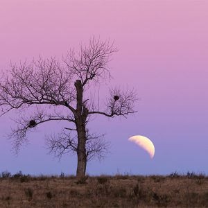 Partial Lunar Eclipse at Moonrise