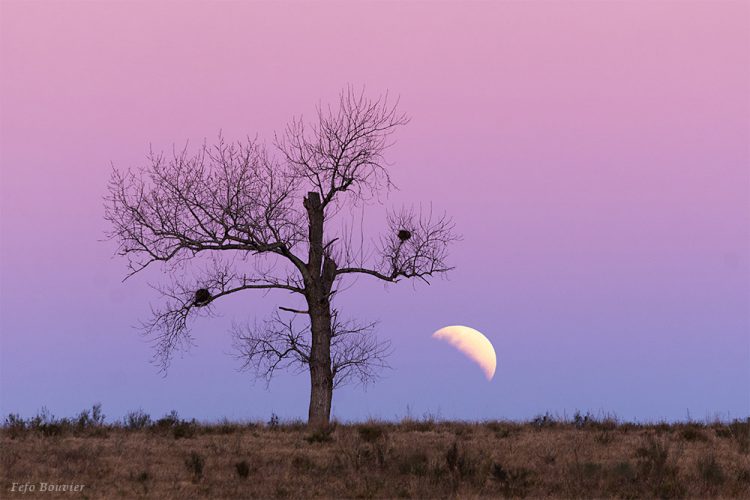 Partial Lunar Eclipse at Moonrise