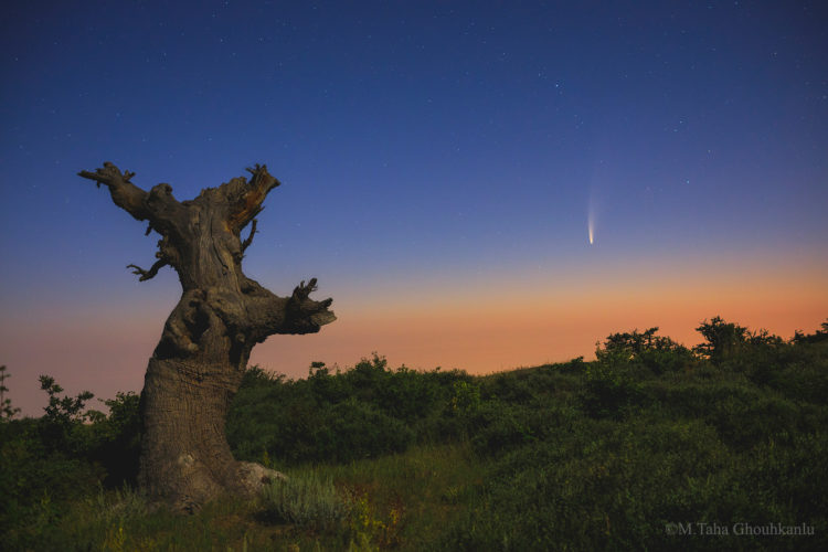 Comet Beside One of the Oldest Creatures