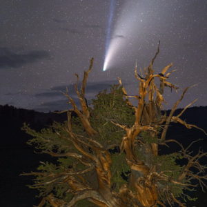 Ancient Comet Ancient Tree
