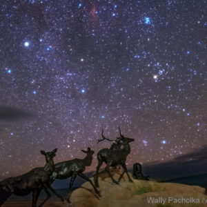 Winter Night Sky and Deer View of Grand Teton