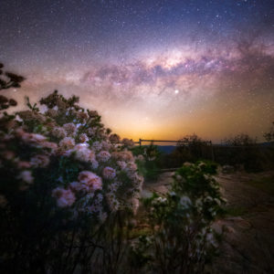 Flowers Under the Galactic Center