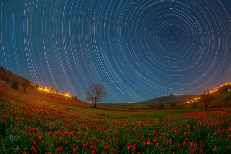 Moonlight, Star Trails, Wild Tulips