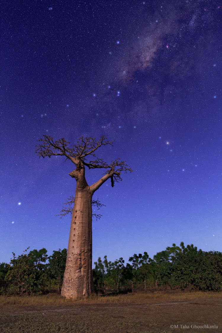 Baobab Milky Way