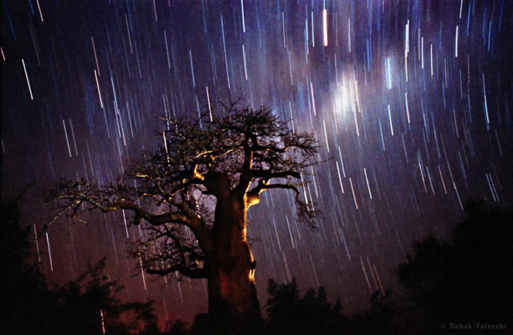 Baobab Night