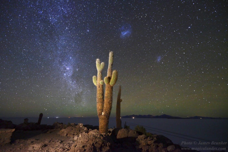 Milky Way and Magellanic Clouds Above Giant Forked Cactus