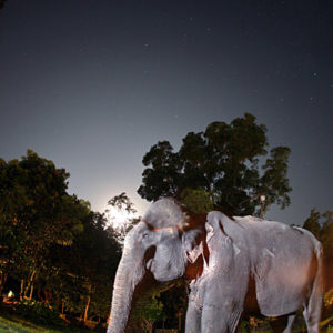 Night with an Elephant