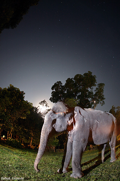 Night with an Elephant
